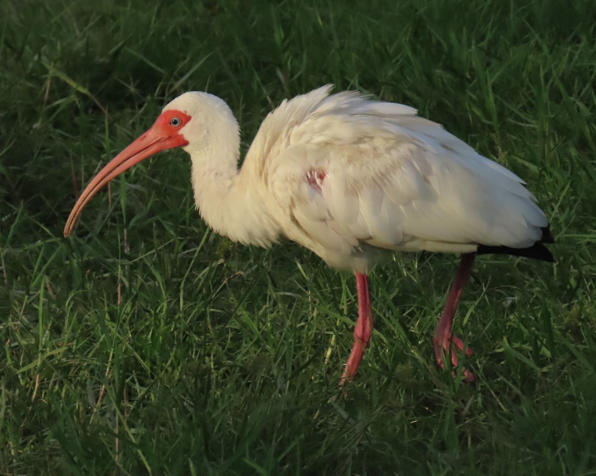 White Ibis - ML620690194