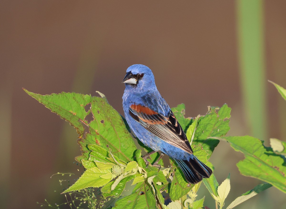 Blue Grosbeak - Jeff Holmes