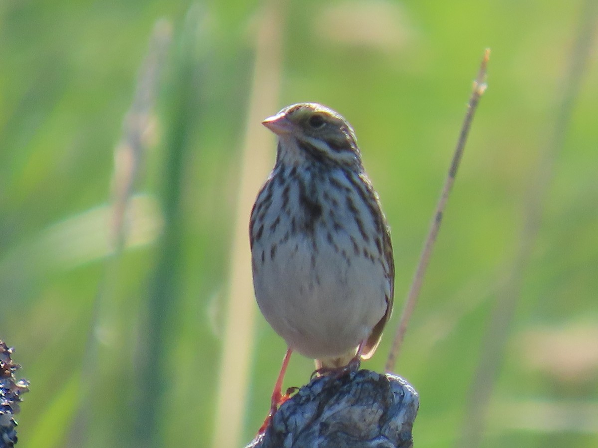 Savannah Sparrow - ML620690196