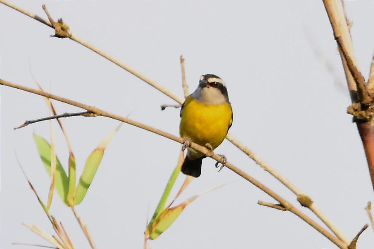 Bananaquit - Juan Bardier