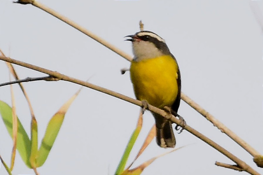 Bananaquit - ML620690202