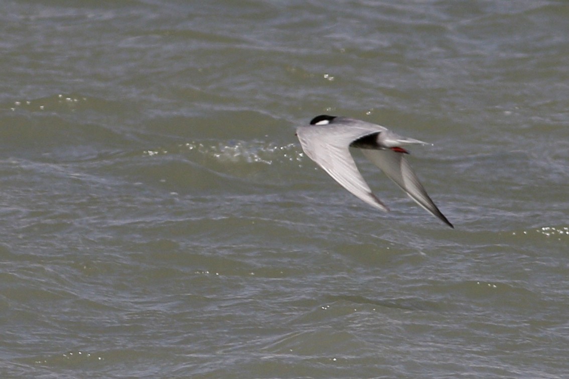 Whiskered Tern - ML620690208