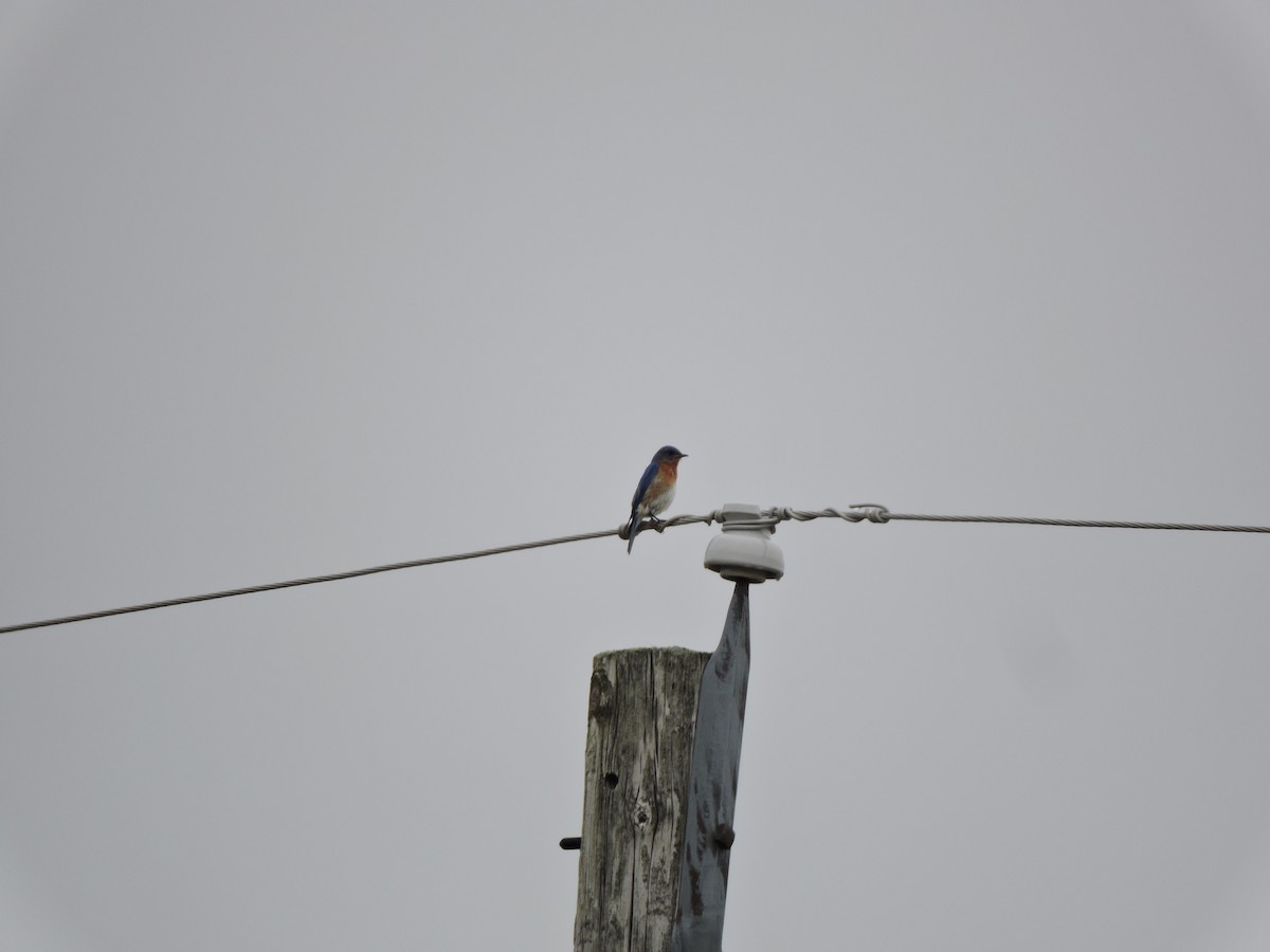 Eastern Bluebird - ML620690209