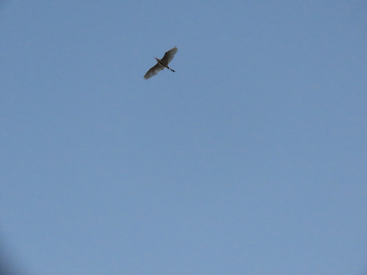 Eastern Cattle Egret - ML620690211