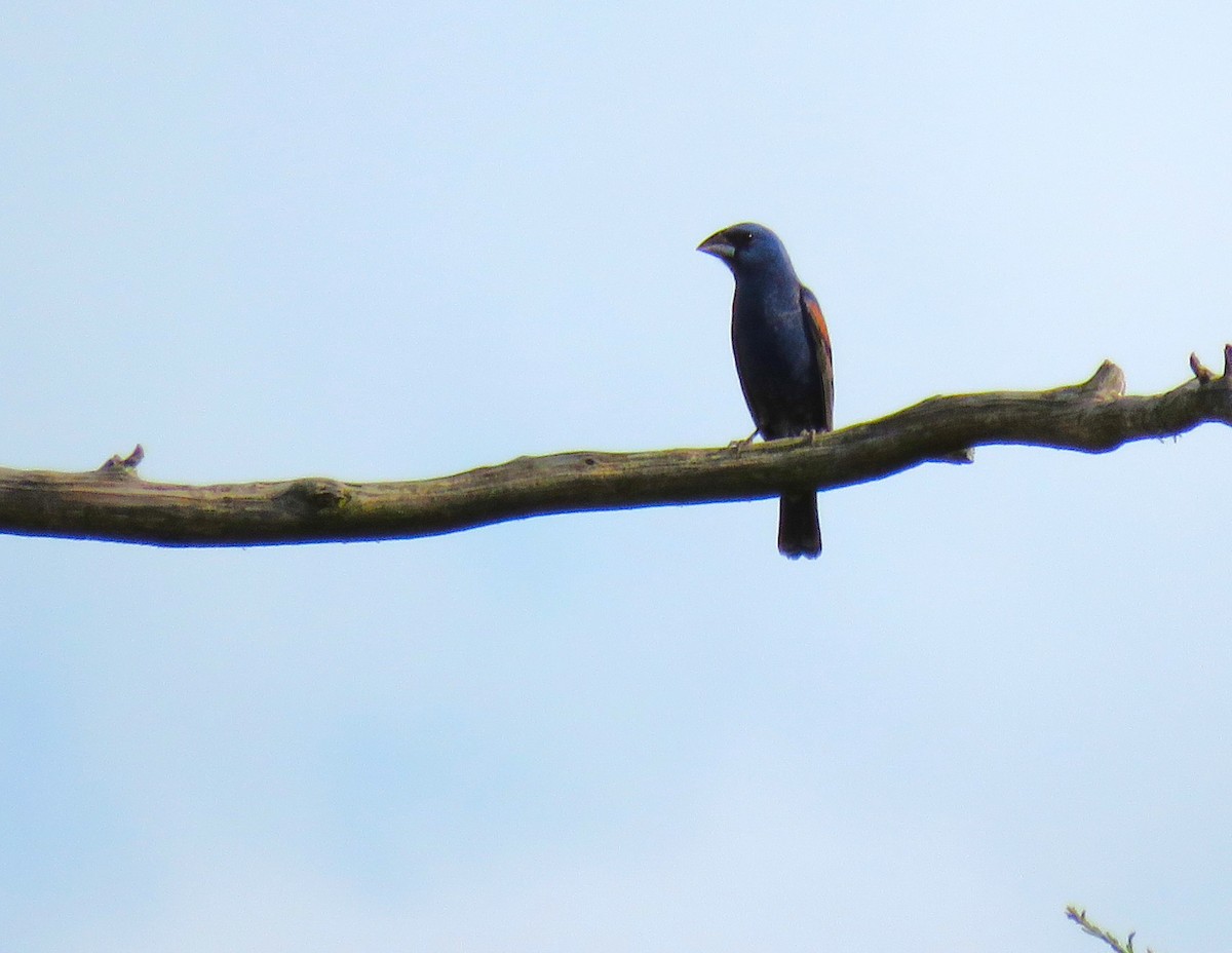 Blue Grosbeak - ML620690216