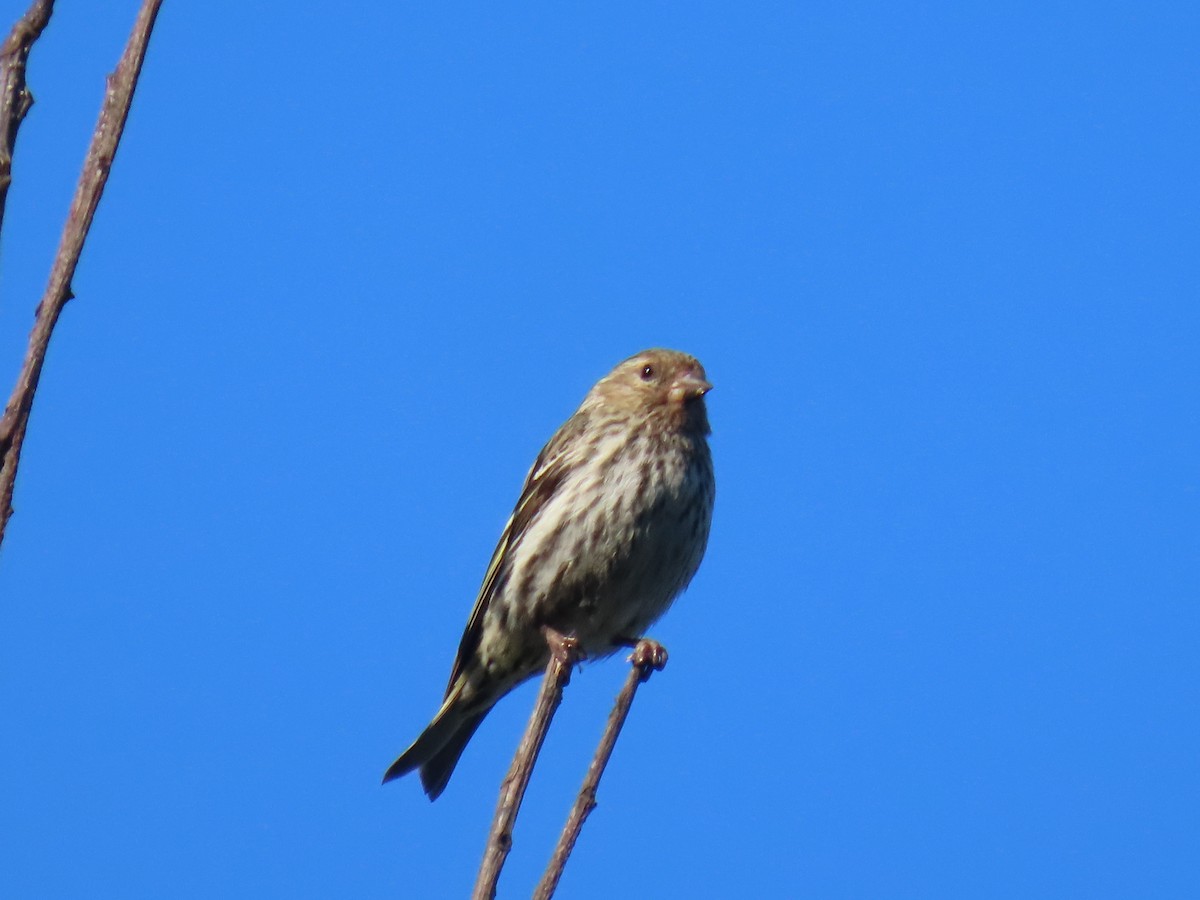 Pine Siskin - ML620690217