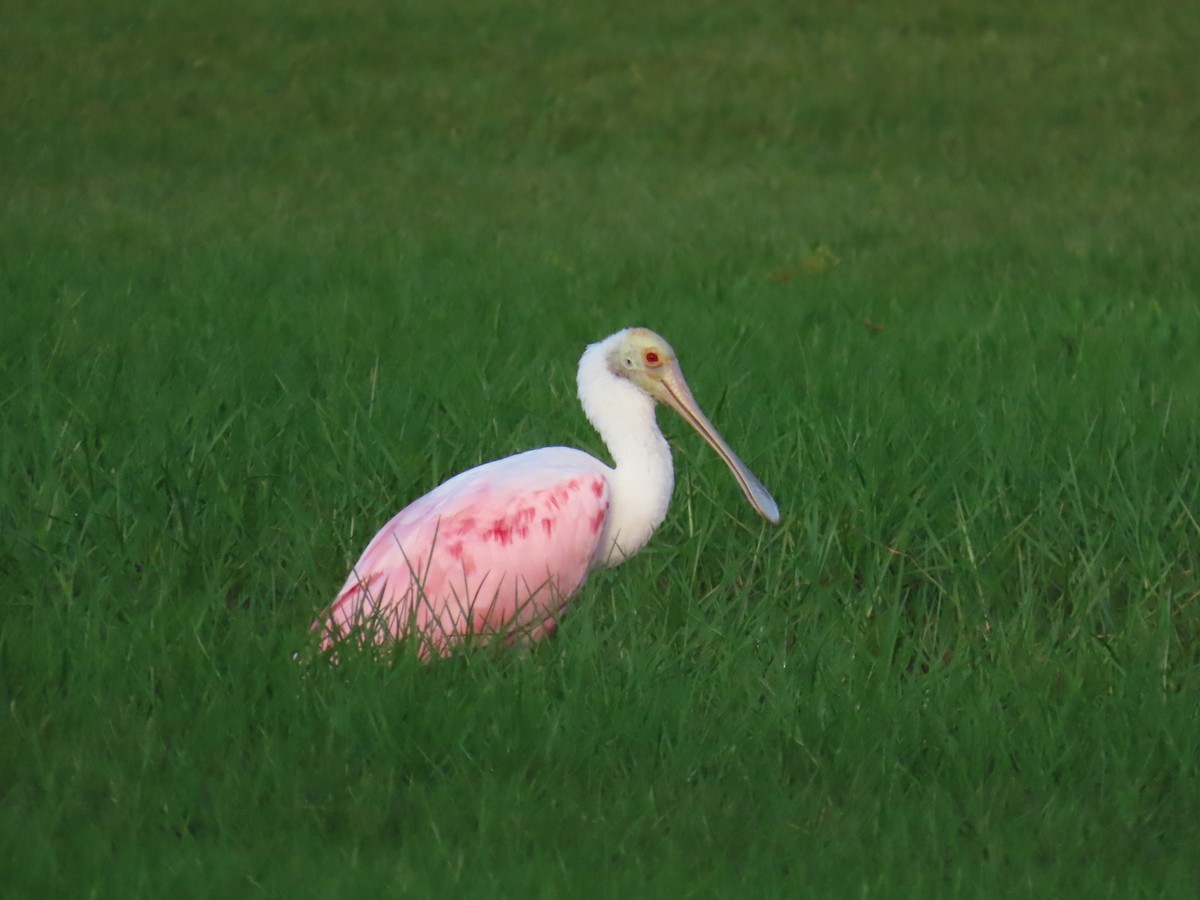 Roseate Spoonbill - ML620690218