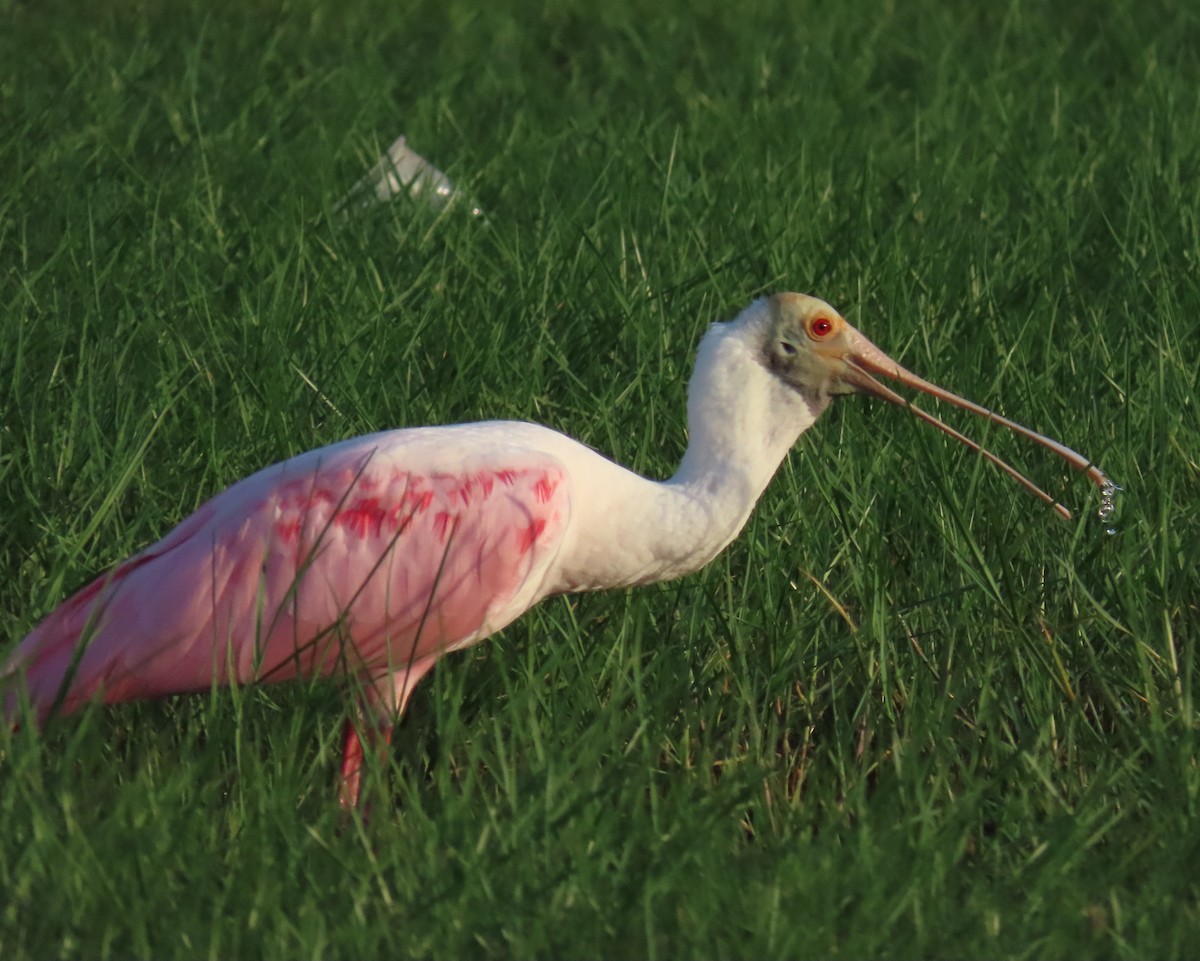 Roseate Spoonbill - ML620690219