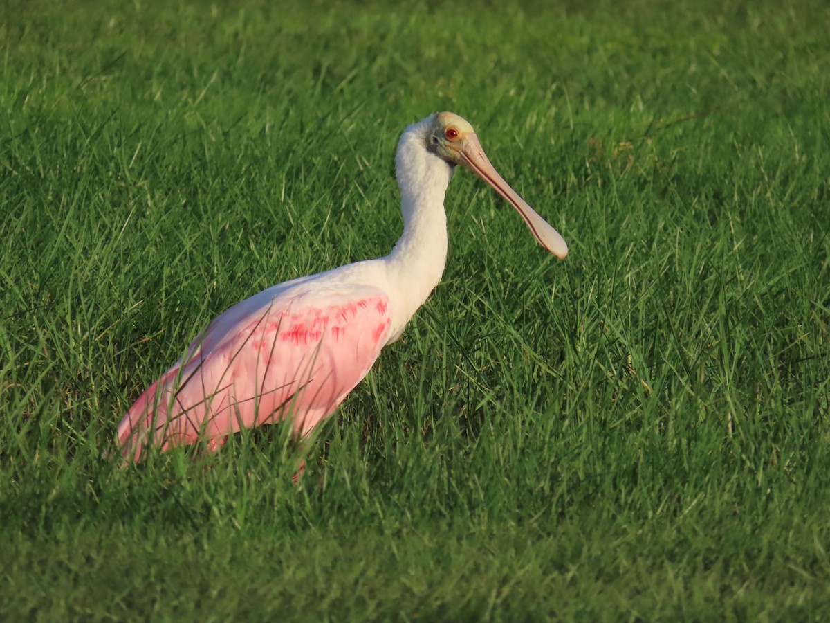 Roseate Spoonbill - ML620690221