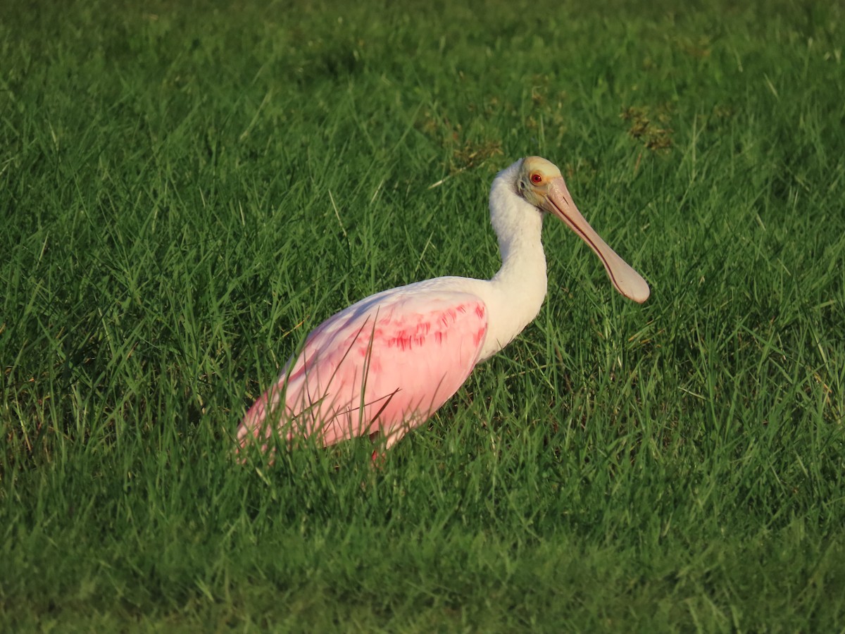 Roseate Spoonbill - ML620690223