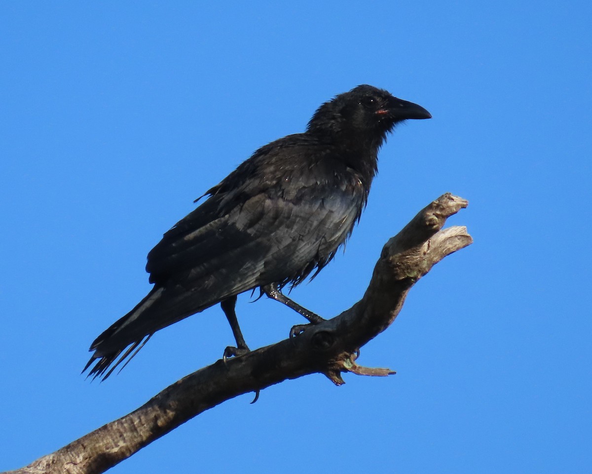 Fish Crow - ML620690232