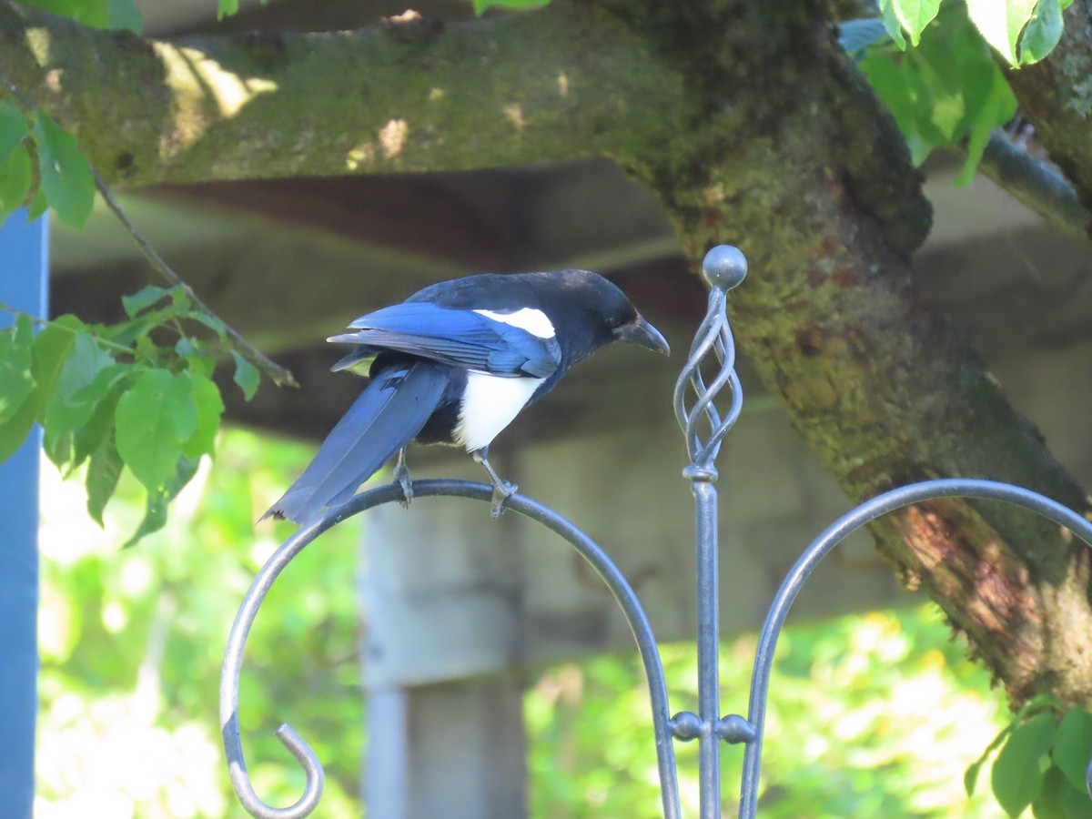 Black-billed Magpie - ML620690234