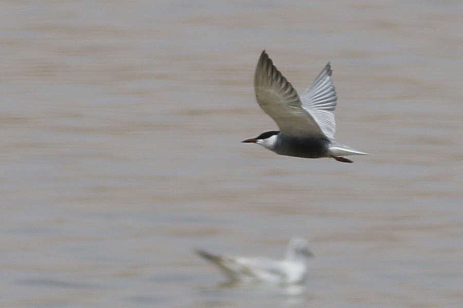 Whiskered Tern - ML620690235