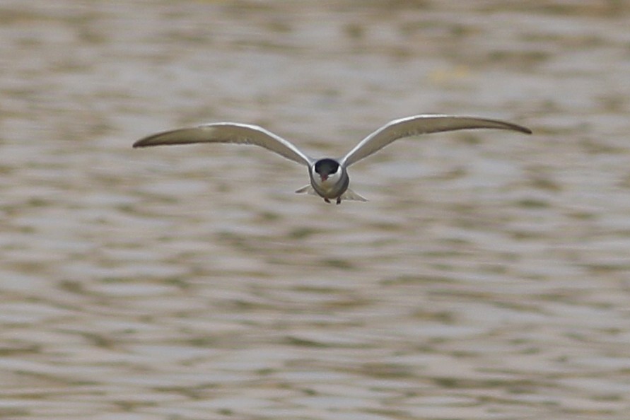 Whiskered Tern - ML620690236