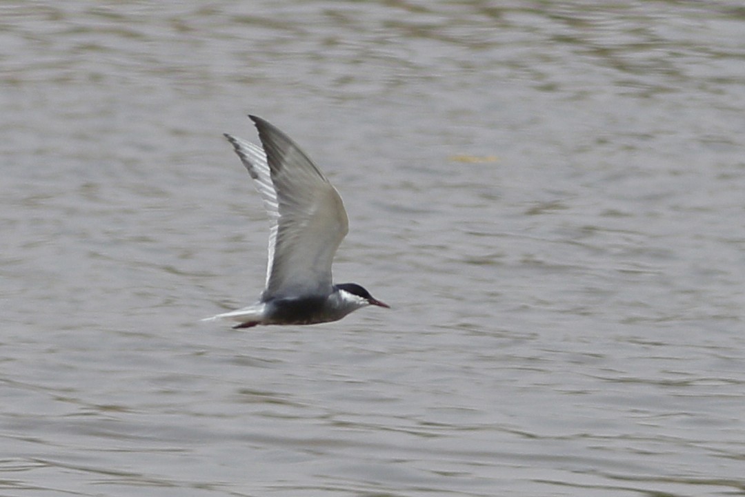 Whiskered Tern - Ted Keyel