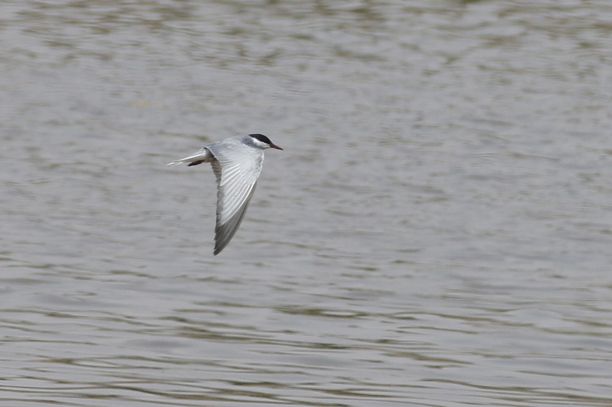 Whiskered Tern - ML620690239