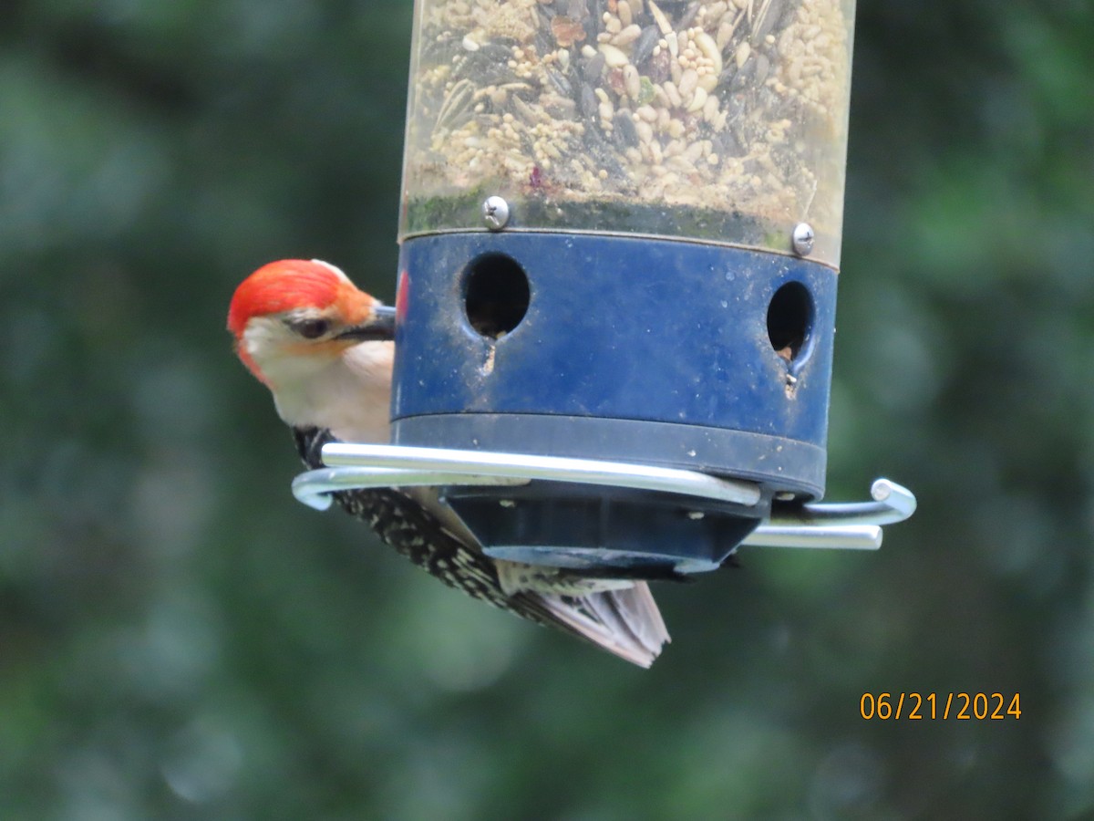 Red-bellied Woodpecker - ML620690240