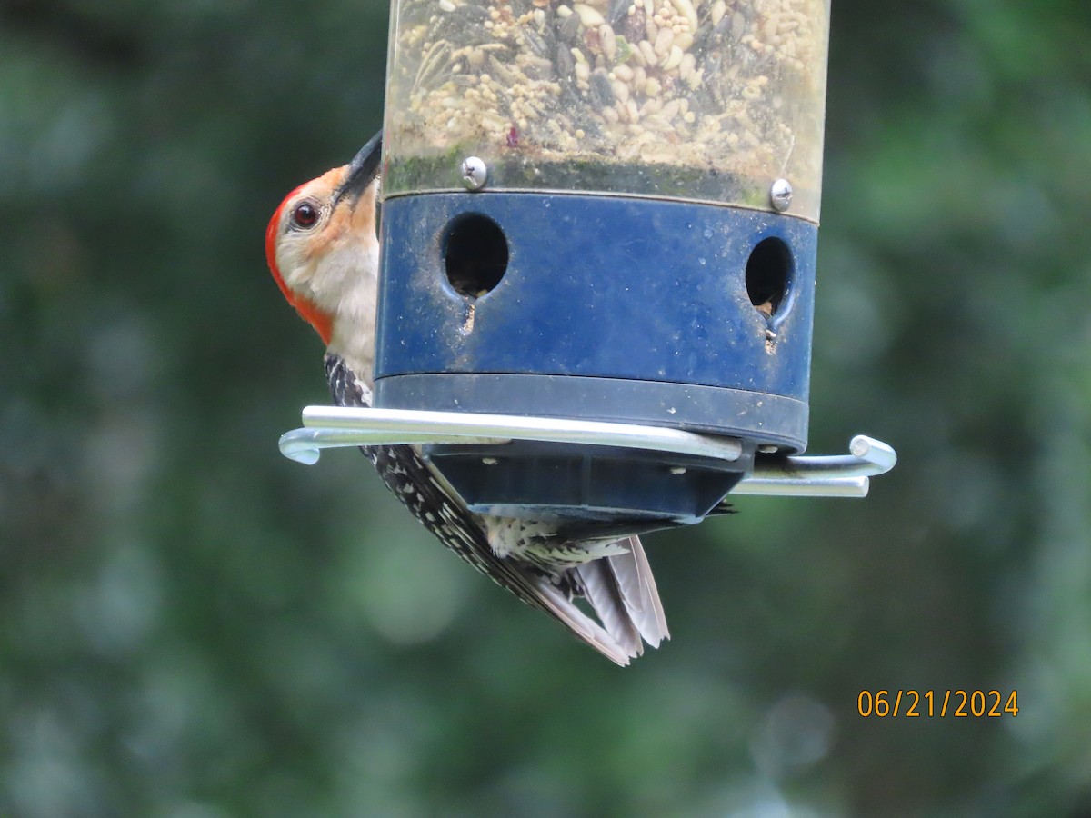 Red-bellied Woodpecker - ML620690241