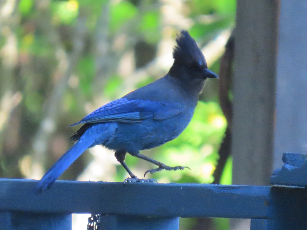 Steller's Jay - ML620690247