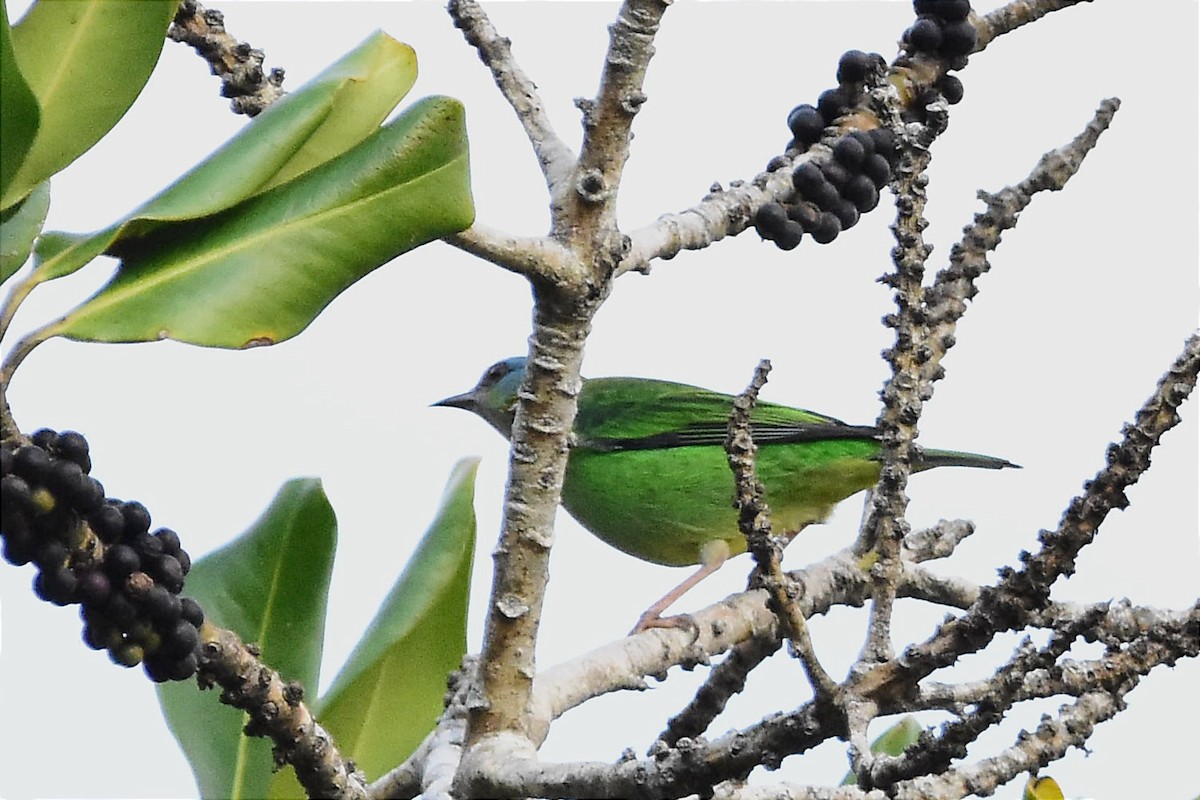 Blue Dacnis - ML620690250