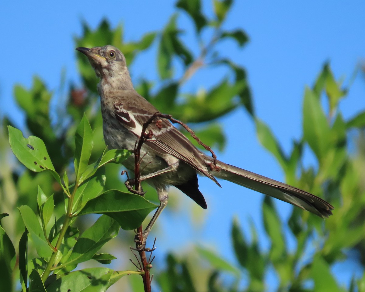 Northern Mockingbird - ML620690251