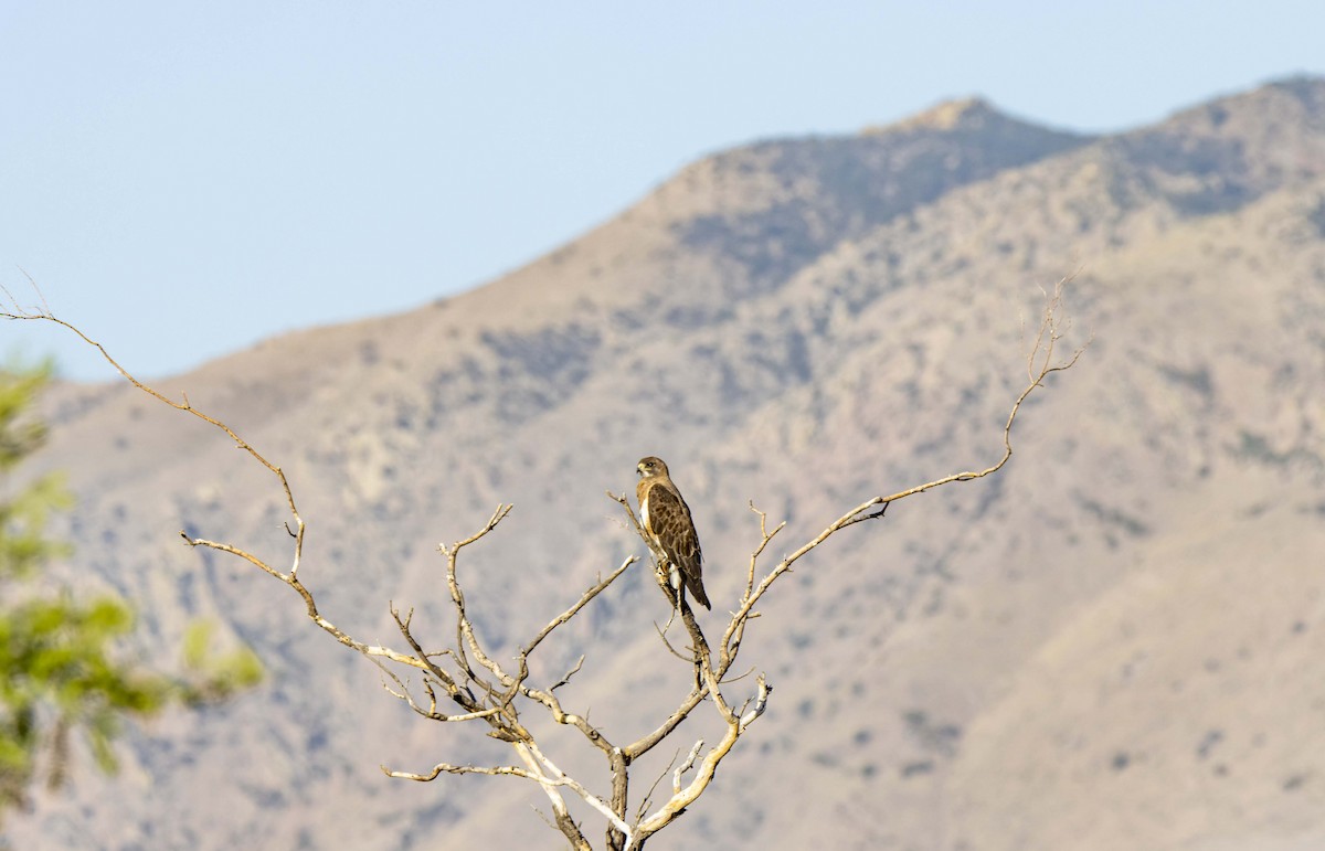 Swainson's Hawk - ML620690255