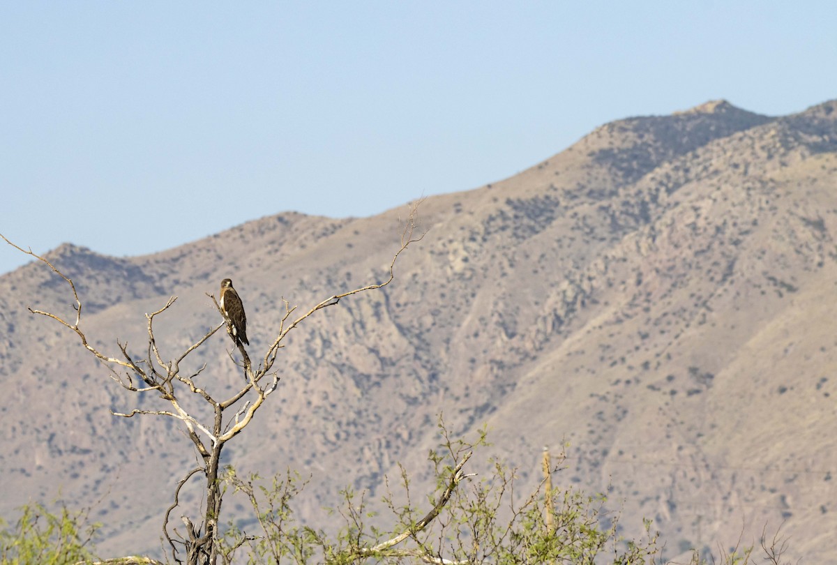 Swainson's Hawk - ML620690256