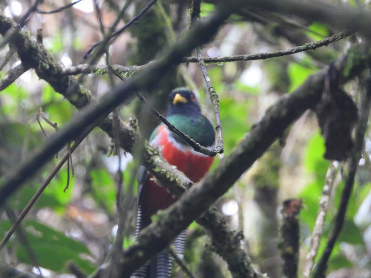 Collared Trogon - ML620690260