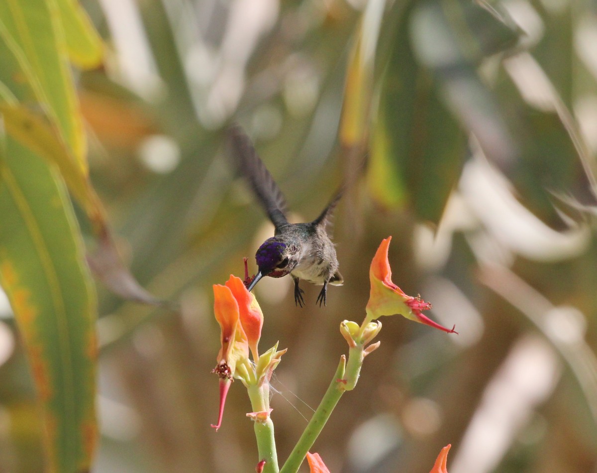 Costa's Hummingbird - ML620690263