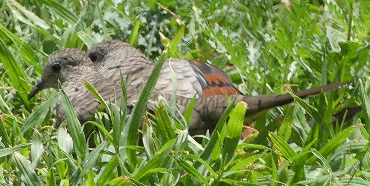 Inca Dove - Guadalupe Esquivel Uribe