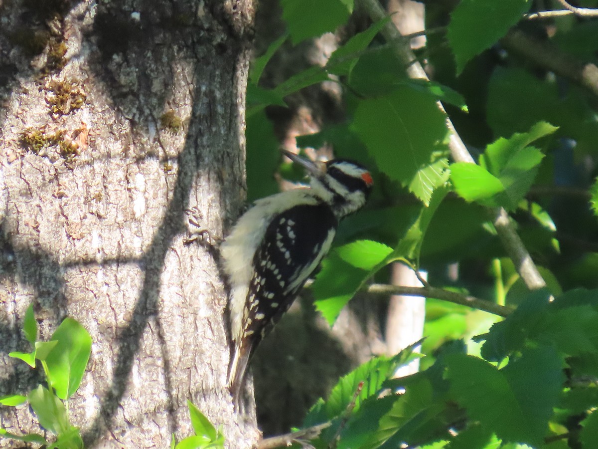 Hairy Woodpecker - Laura Burke