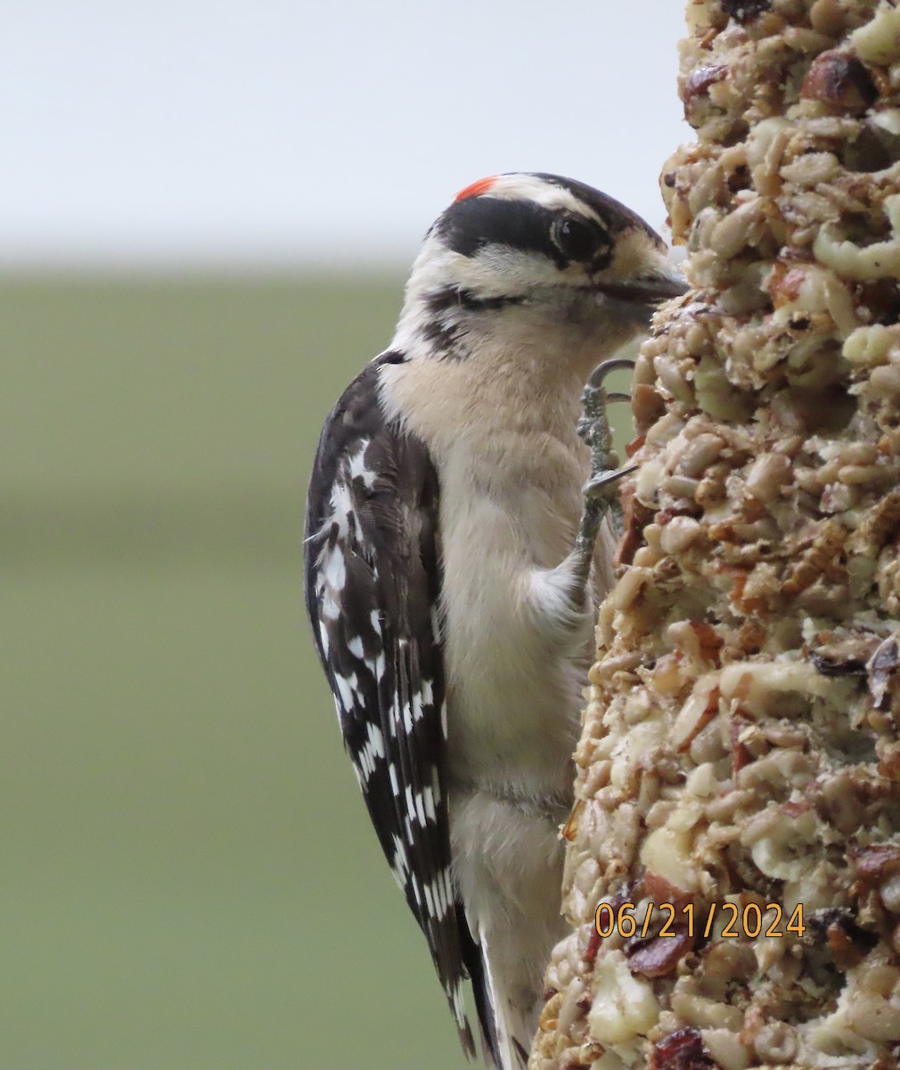 Downy Woodpecker - ML620690268