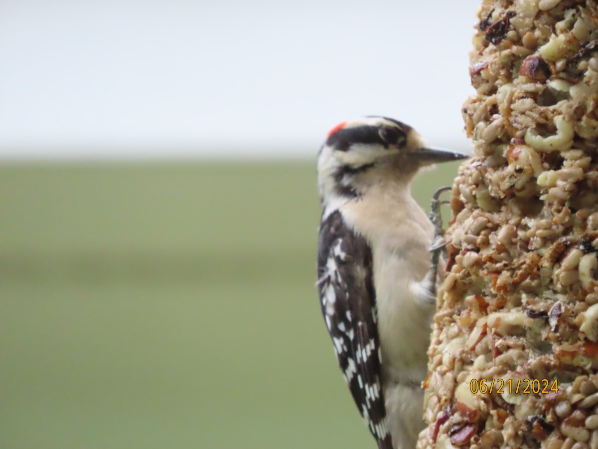 Downy Woodpecker - ML620690270