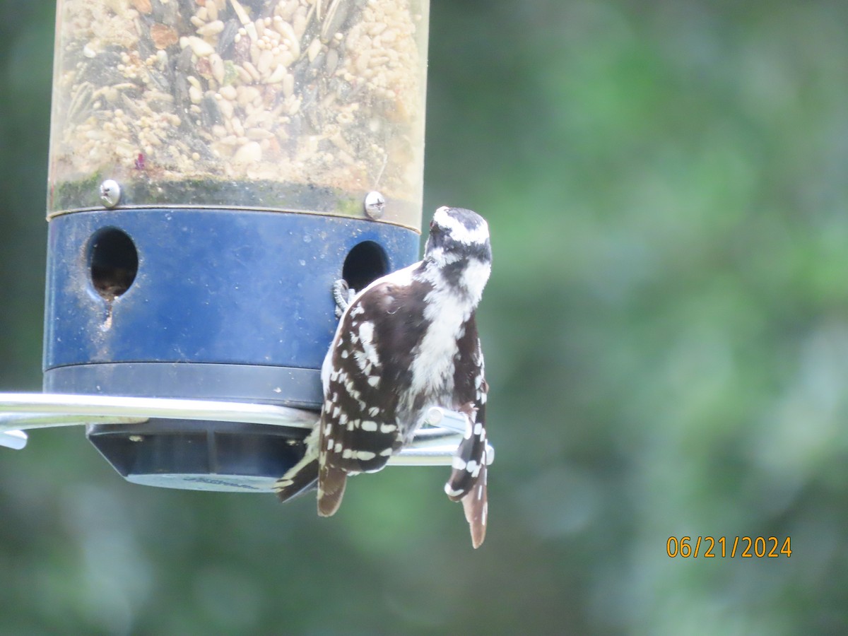 Downy Woodpecker - ML620690274
