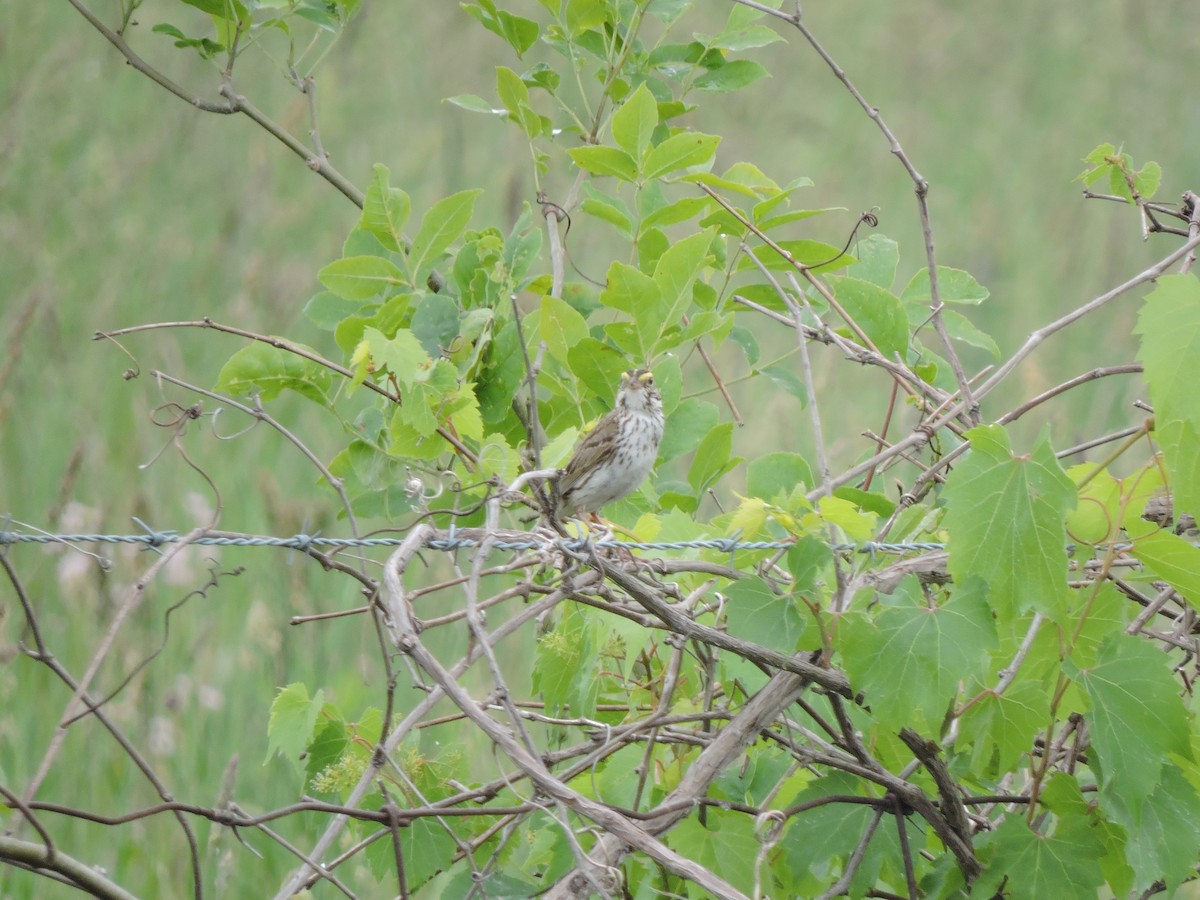 Savannah Sparrow - ML620690276