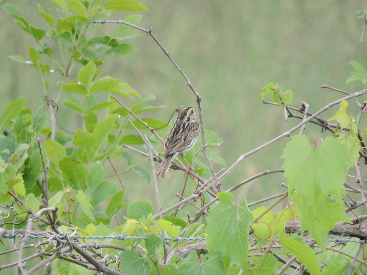 Savannah Sparrow - ML620690278