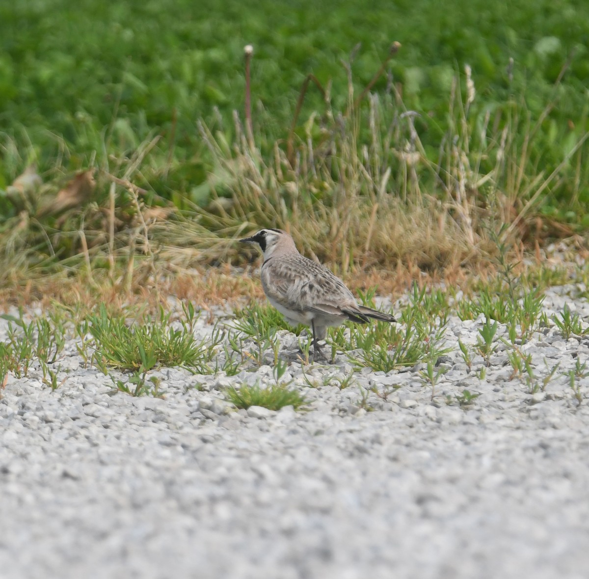 Horned Lark - ML620690282