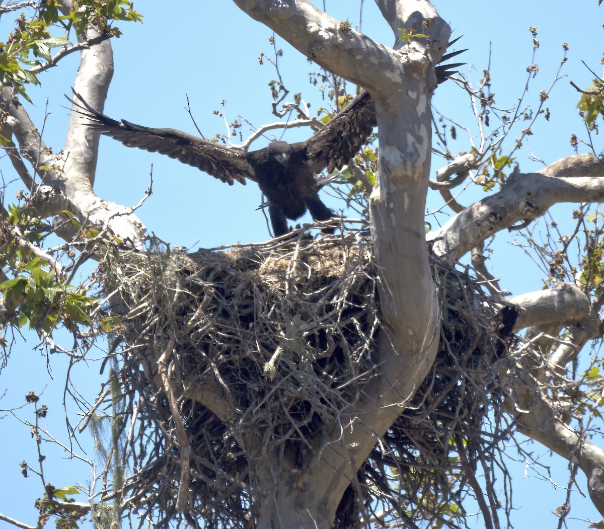 Bald Eagle - ML620690283