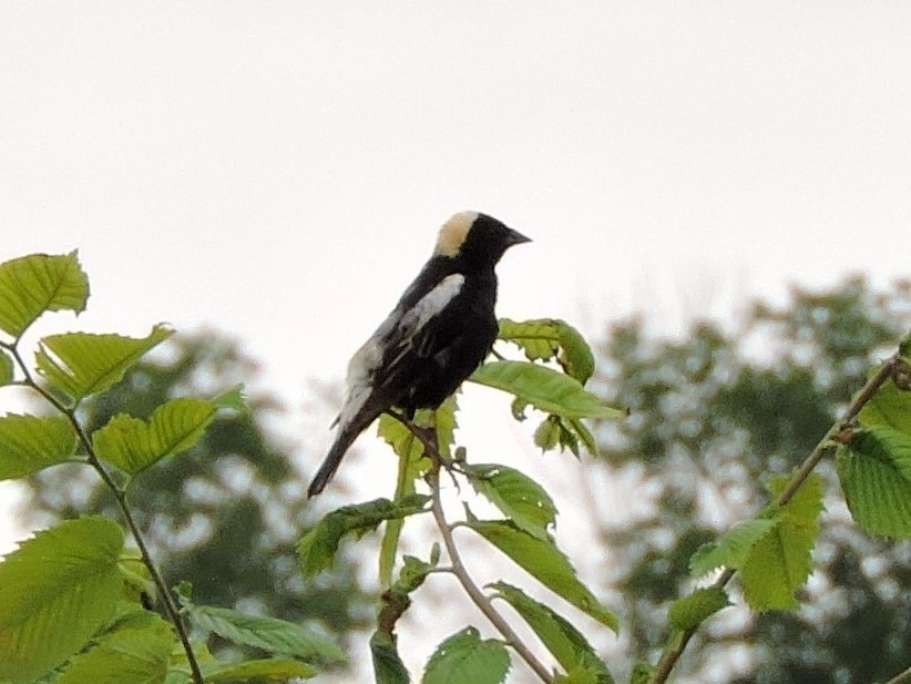 bobolink americký - ML620690284