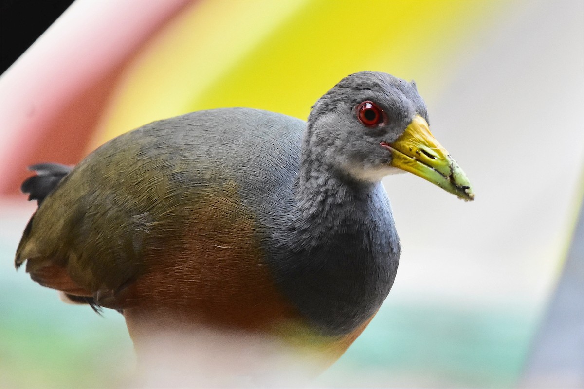 Gray-cowled Wood-Rail - ML620690285