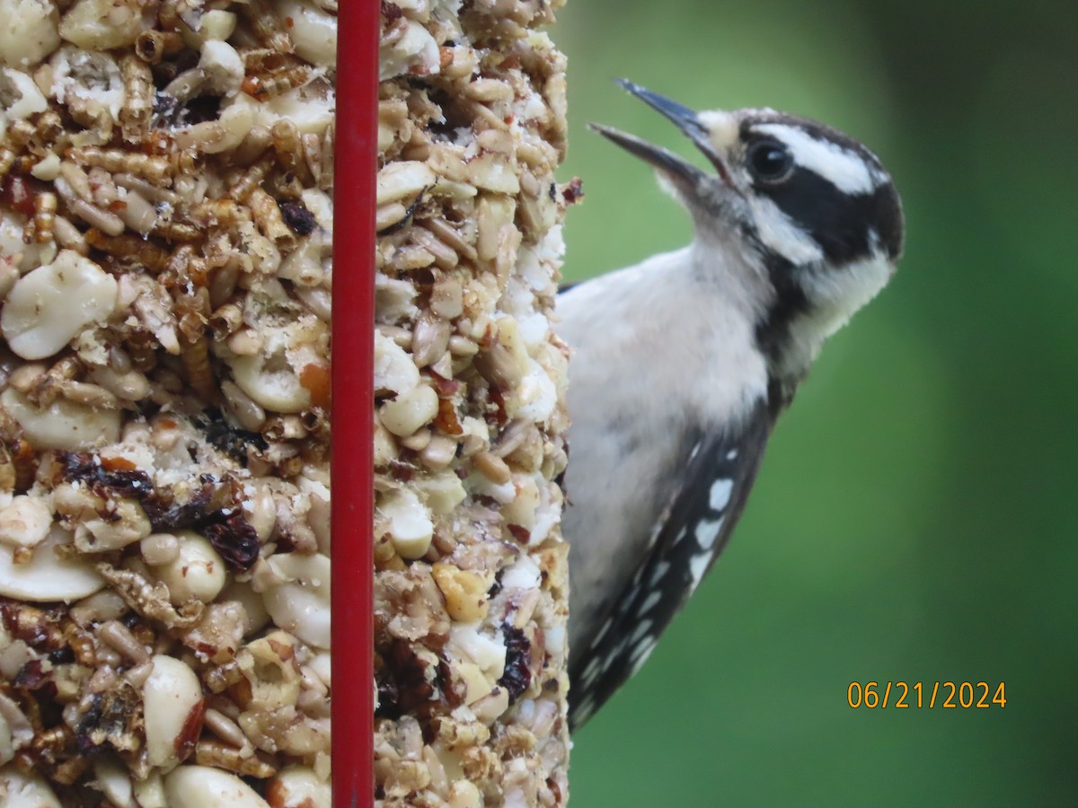 Downy Woodpecker - ML620690287