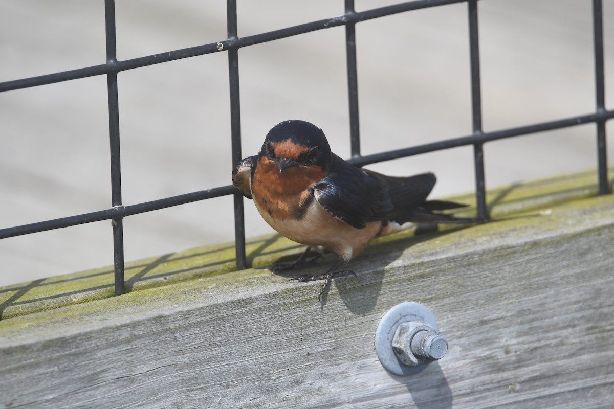 Barn Swallow - ML620690289