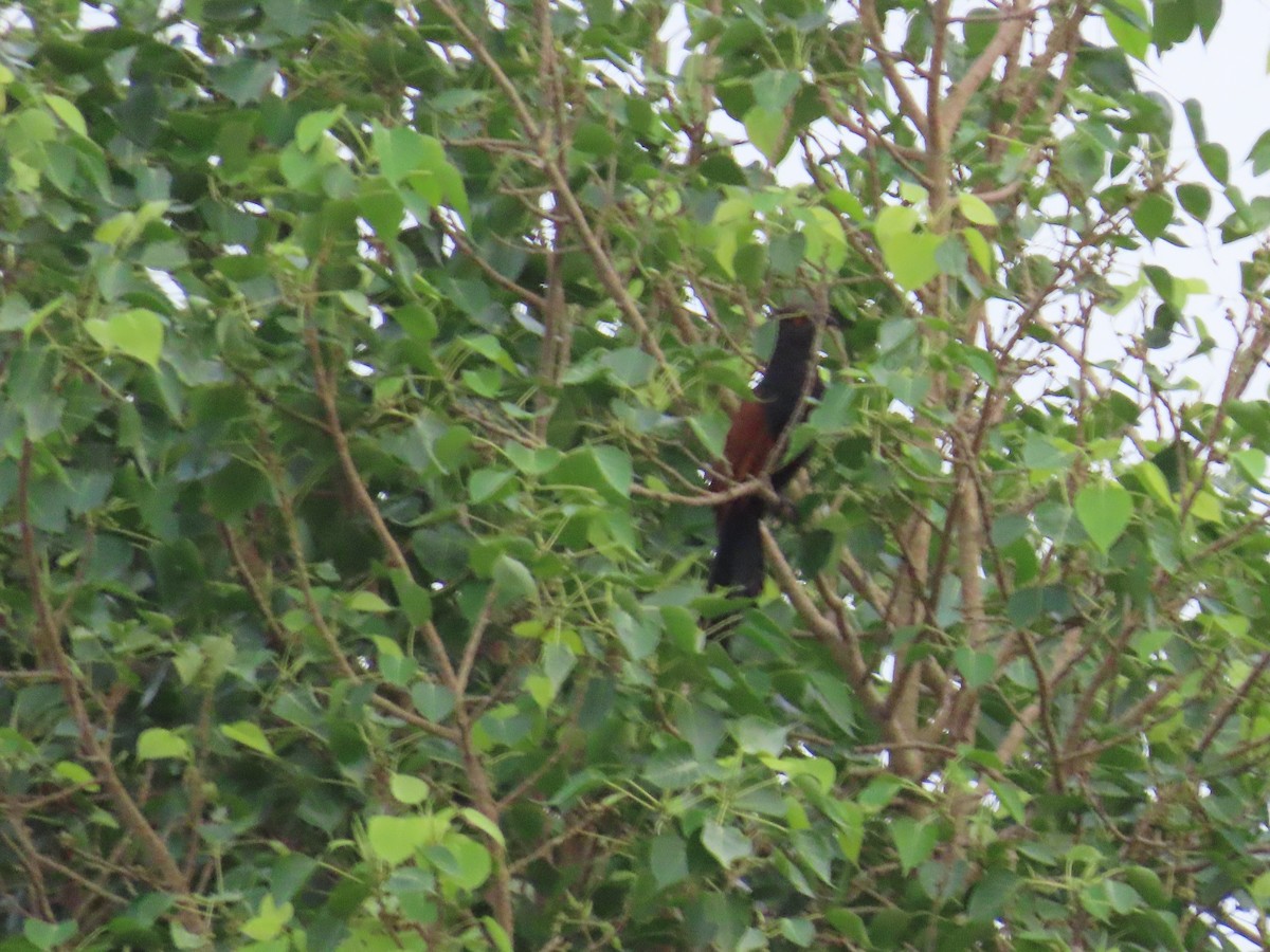 Greater Coucal - ML620690291