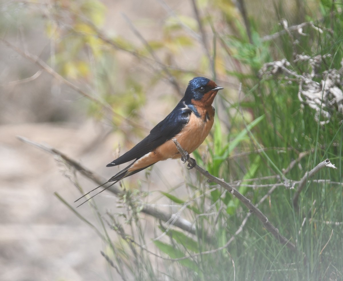 Barn Swallow - ML620690292