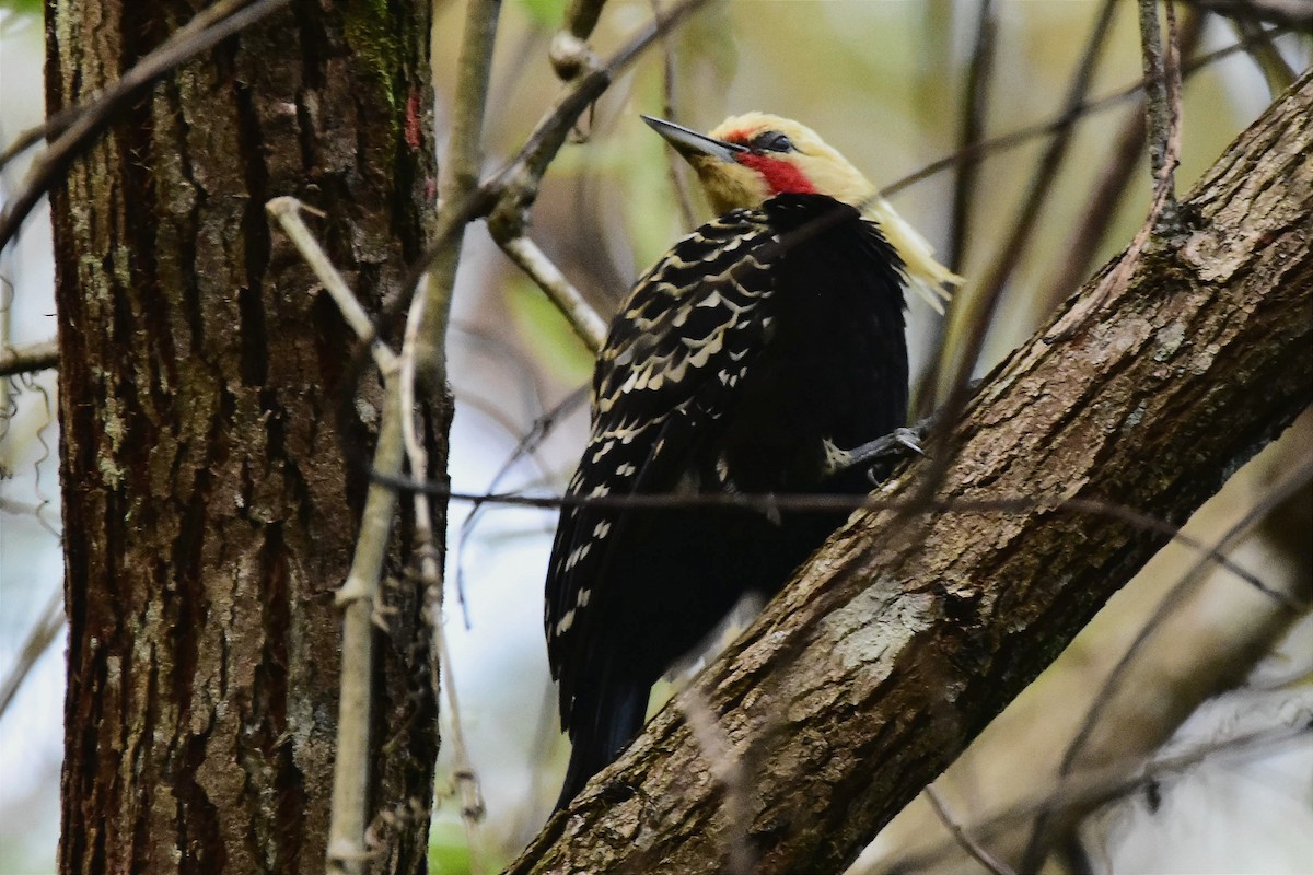 Blond-crested Woodpecker - ML620690295