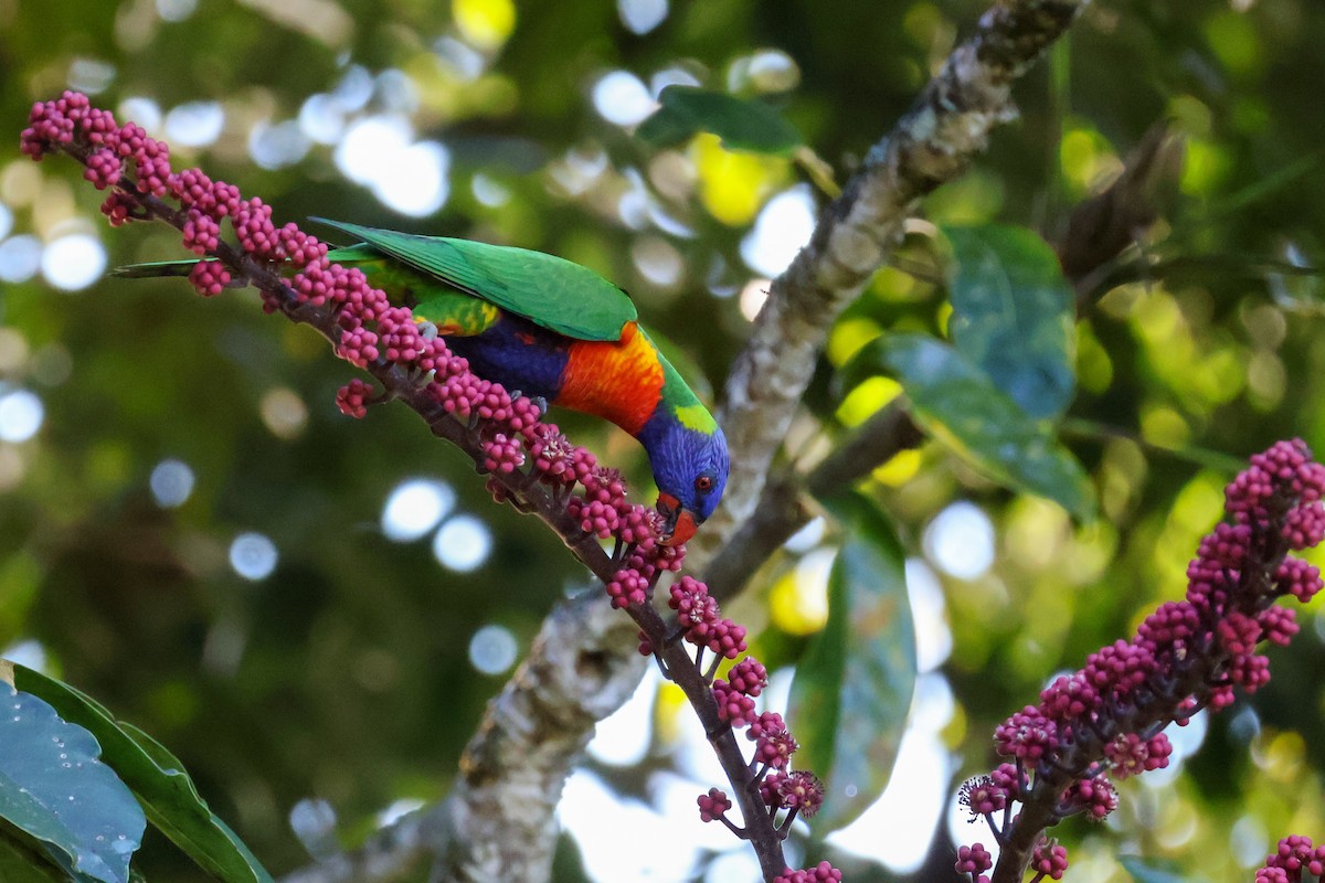 Rainbow Lorikeet - ML620690296