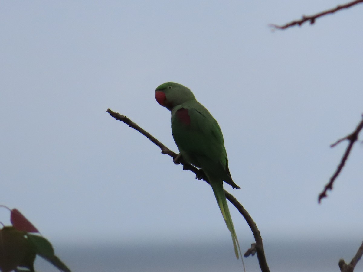 Alexandrine Parakeet - ML620690302