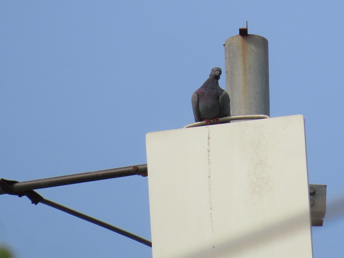 Rock Pigeon (Feral Pigeon) - ML620690308