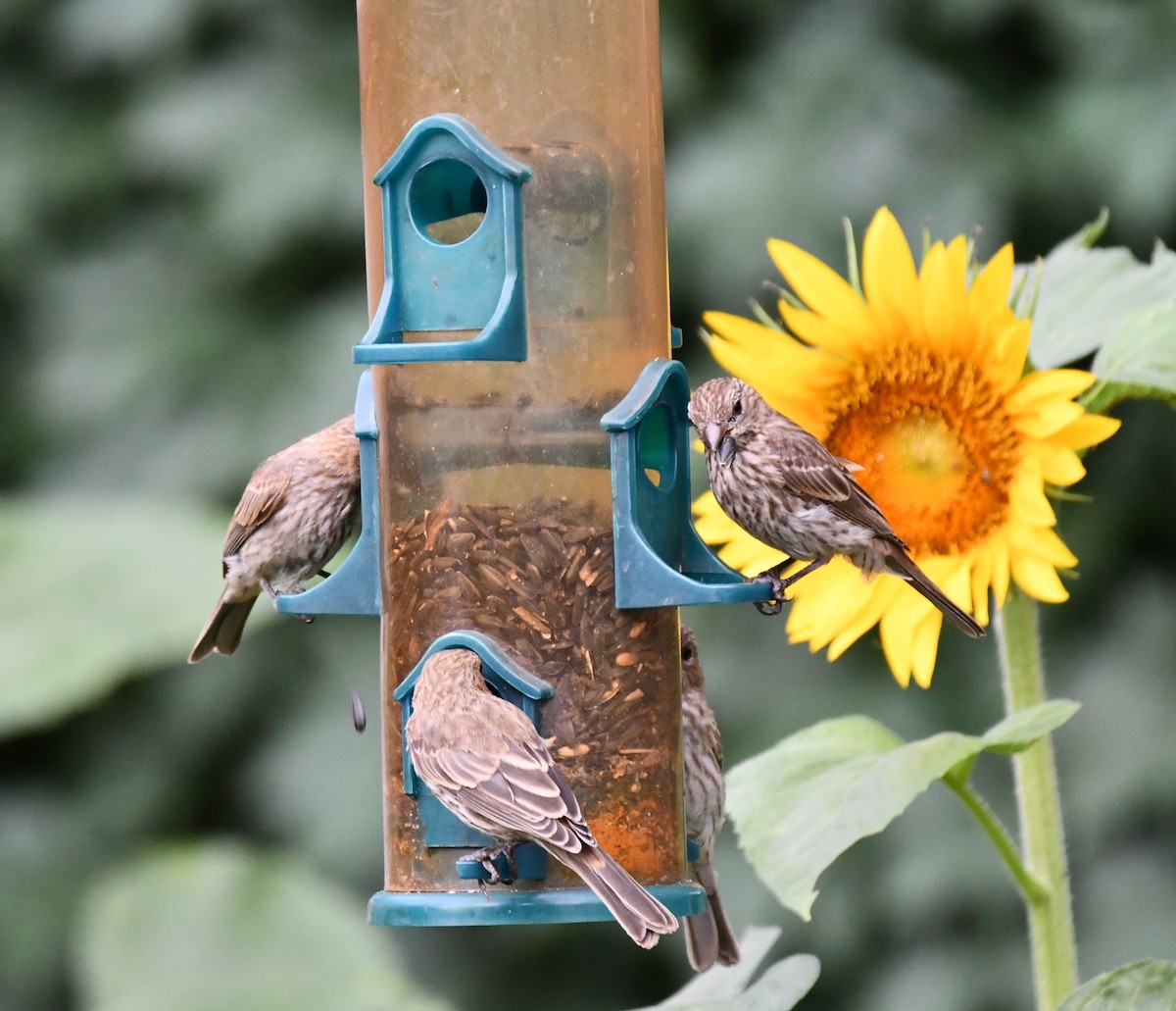 House Finch - ML620690312