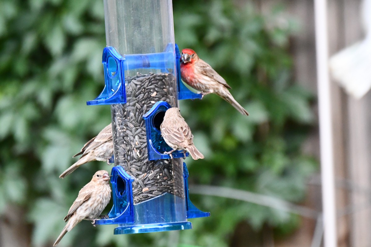 House Finch - ML620690315